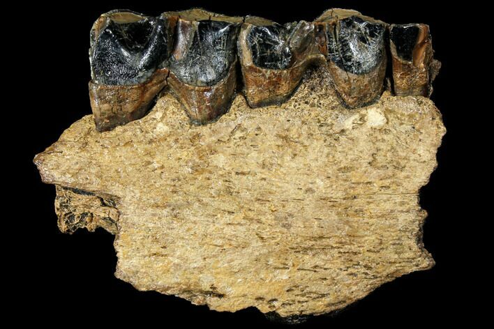 Woolly Rhino (Coelodonta) Jaw Section - Rhine River, Germany #111879